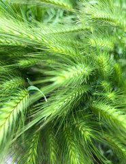 green pine needles