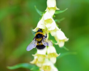 bee on a yellow foxglove.