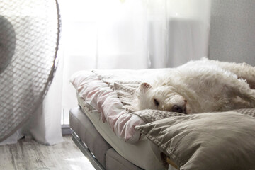 The big white dog is fast asleep under the cool air from the fan. - 356950525