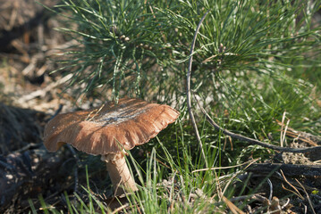 edible mushrooms in the forest