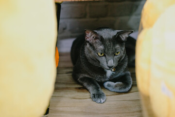 gray cat laying resting on floor