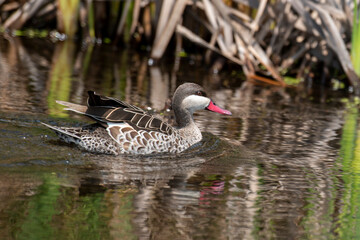 Canard à bec rouge.Anas erythrorhyncha - Red-billed Teal