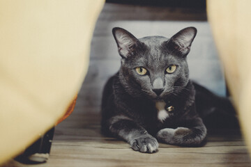 gray cat laying resting on floor