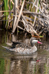 Canard à bec rouge.Anas erythrorhyncha - Red-billed Teal