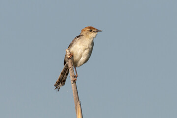 Cisticole à sonnette,.Cisticola tinniens, Levaillant's Cisticola