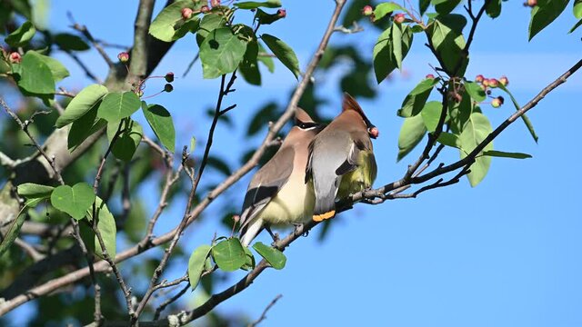 Cedar waxwing feeding on berries in a tree in summer