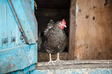 Hen in the farm. Agricultural concept about poultry and agriculture