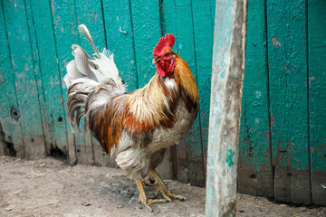 rooster in the farm. Agricultural concept about poultry and agriculture © ksubogdanova