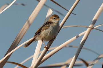 Cisticole à sonnette,.Cisticola tinniens, Levaillant's Cisticola