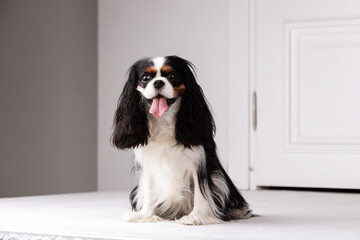 King charles spaniel sits indoor at studio