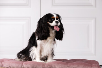 King charles spaniel sits indoor at studio