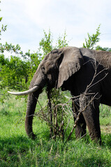 Obraz premium Eléphant d'Afrique, Loxodonta africana, Parc national Kruger, Afrique du Sud