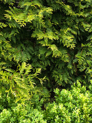 background of green leaves