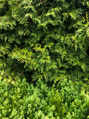 green fern background