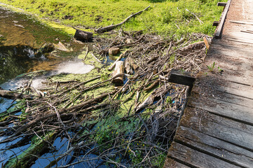 A mass of logs and debris blocking part of a river. Wood and debris remain from flooding on river. Tree trunks clogging rapidly flowing river