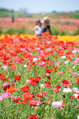 ポピー畑
