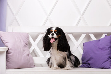 King charles spaniel sits indoor at studio