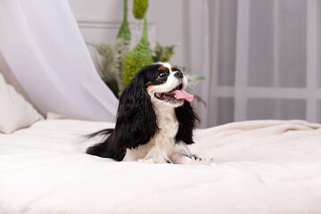 King charles spaniel sits indoor at studio