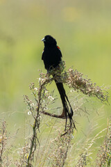 Euplecte à longue queue,.Euplectes progne, Long tailed Widowbird, Afrique du Sud