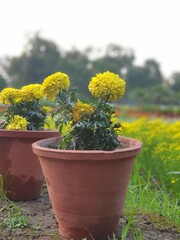 Fototapeta na wymiar Blooming Yellow flowers, selective focus on subject