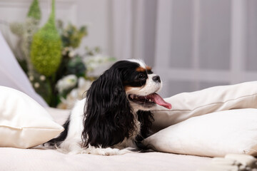 King charles spaniel sits indoor at studio