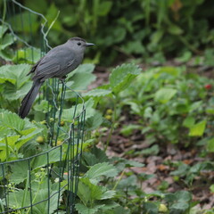 gray catbird (dumetella carolinensis) looking for berries in the strawberry patch