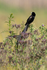 Euplecte à longue queue,.Euplectes progne, Long tailed Widowbird, Afrique du Sud