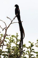 Euplecte à longue queue,.Euplectes progne, Long tailed Widowbird, Afrique du Sud