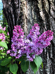 pink flowers in the garden