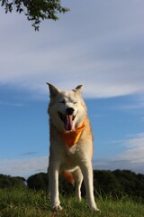 目を閉じて笑う犬