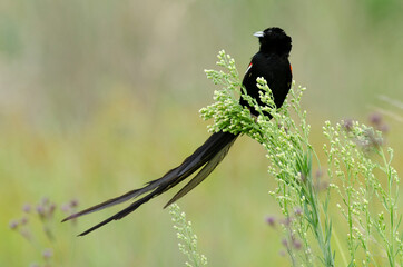 Euplecte à longue queue,.Euplectes progne, Long tailed Widowbird, Afrique du Sud