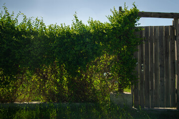 An old wooden door and chain-link fence, braided with summer greenery
