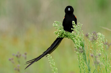 Euplecte à longue queue,.Euplectes progne, Long tailed Widowbird, Afrique du Sud