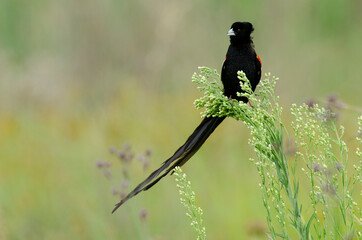 Euplecte à longue queue,.Euplectes progne, Long tailed Widowbird, Afrique du Sud