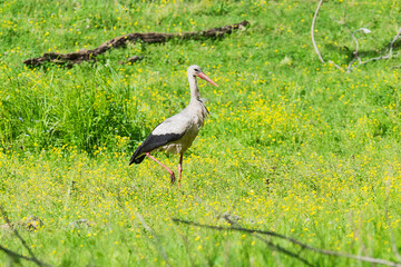 Stork bird with distinctive white and black feathers searching for food in a meadow