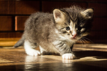 little monthly kitten. a ray of sunlight falls on him