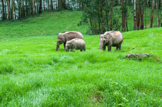 Wild elephant family grazing in green grass hills at Munnar Kerala India.