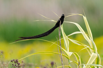 Euplecte à longue queue,.Euplectes progne, Long tailed Widowbird, Afrique du Sud