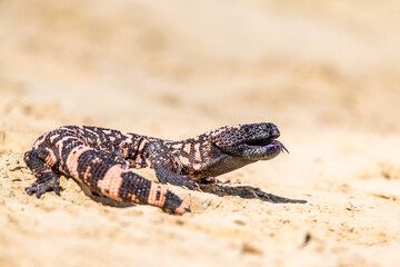 Lizard Gila Monster( Heloderma suspectum) north america.
