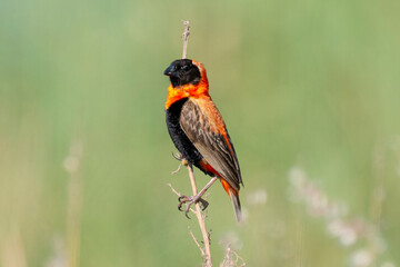 Euplecte ignicolore,.Euplectes orix, Southern Red Bishop, Afrique du Sud