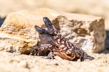 Lizard Gila Monster( Heloderma suspectum) north america.
