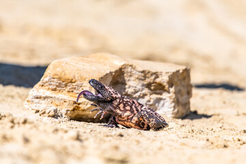 Lizard Gila Monster( Heloderma suspectum) north america.