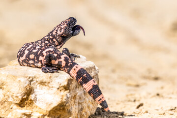 Lizard Gila Monster( Heloderma suspectum) north america.