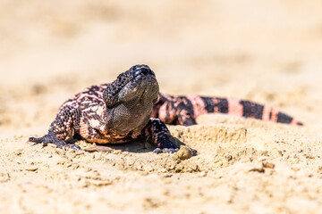 Lizard Gila Monster( Heloderma suspectum) north america.