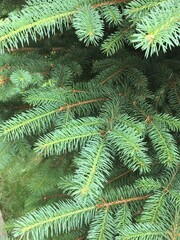 green pine needles
