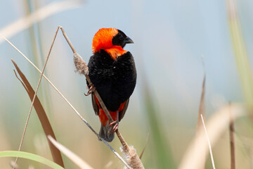 Euplecte ignicolore,.Euplectes orix, Southern Red Bishop, Afrique du Sud