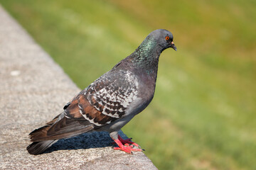 pigeon in the park