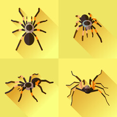 vector illustration of a halloween spider