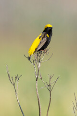 Fototapeta premium Euplecte vorabé,.Euplectes afer, Yellow crowned Bishop
