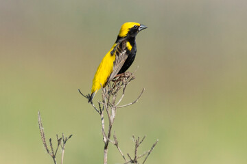 Euplecte vorabé,.Euplectes afer, Yellow crowned Bishop
